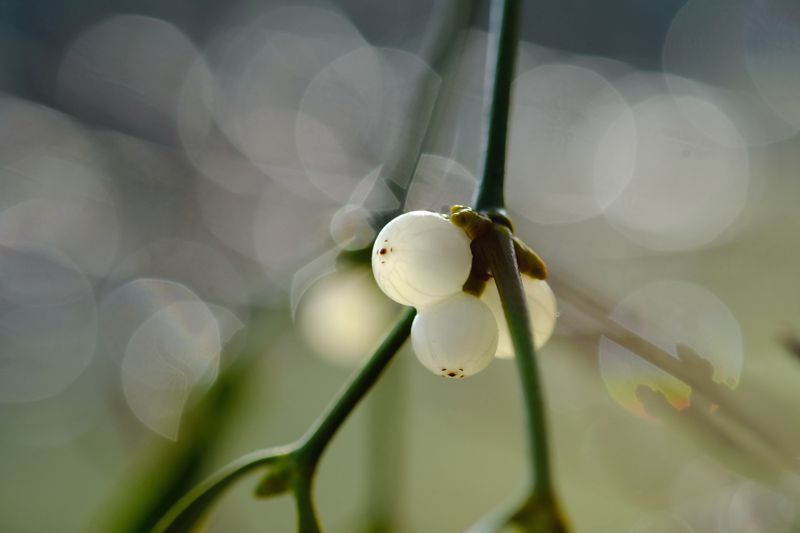 De zaden van de maretak hechten zich met behulp van een kleverige substantie aan takken en kunnen zo nieuwe gastbomen koloniseren. (Symbolische afbeelding)(Bild:  © Dagmar Gärtner – stock.adobe.com)