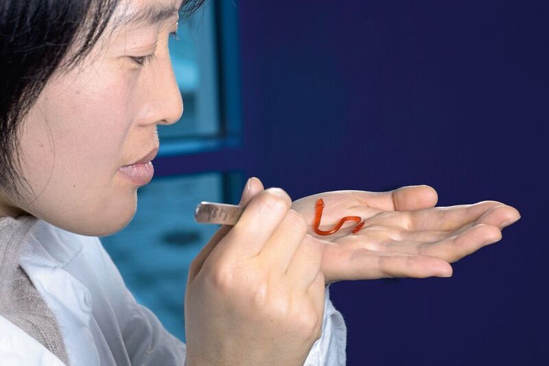 Über 10.000 Reibungszyklen übersteht die gleitminderte, aufgeraute Oberfläche des Kunstwurms, während solche Gleitfilme auf glatten Strukturen nach nur 300 Reibungszyklen weg sind, wie die Forscher heraus gefunden haben. (INM/Iris Maurer)