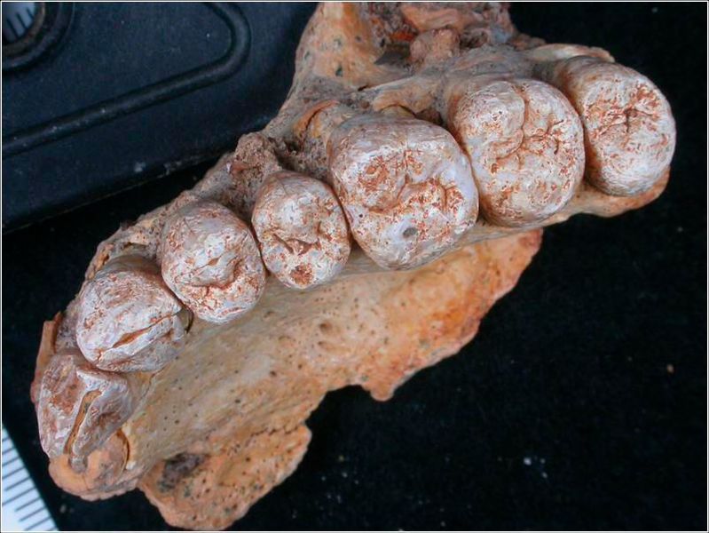Das Fossil 