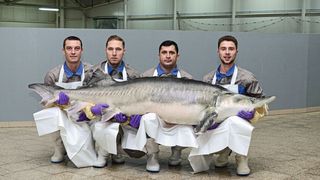 Ein acht Jahre alter, ausgewachsener und geschlechtsreifer Belugastör aus der moldawischen Störzucht Aquatir; das Tier wiegt rund 300 Kilogramm. (Bild: Aquatir)