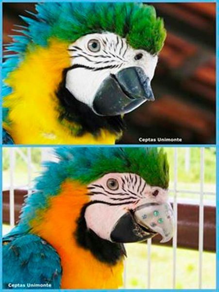 Ara Gigi vor der Operation und nach der Operation. (Cicero Moraes)