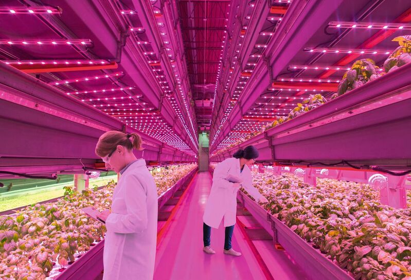 Damit die Pflanzen im Gewächshaus optimal wachsen, haben die verwendeten LEDs eine ganz spezielle Wellenlänge. Pflanzen benötigen überwiegend blaues Licht mit rund 400 bis 490 nm sowie rotes Licht mit 640 bis 700 nm für die Photosynthese und um Energie zu erzeugen. 