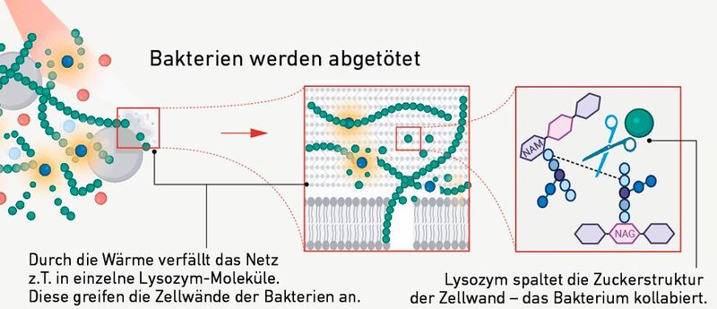 Teil 3: Das durch den Lichtpuls nun freie Lysozym greift die Zellwände der Bakterien an und eliminiert die Erreger so. (Bild: Fig. 1 (verändert) / Xuan Q et al. / CC BY 4.0 / nature.com)