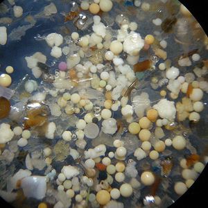 (Foto: Universität Basel, Thomas Mani)