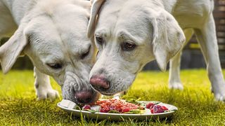 Barfen ist in Mode: Hunden werden zunehmend Portionen aus rohem Fleisch, Schlachtnebenprodukten, Knochen und anderen Zutaten verfüttert. (©manushot - stock.adobe.com)