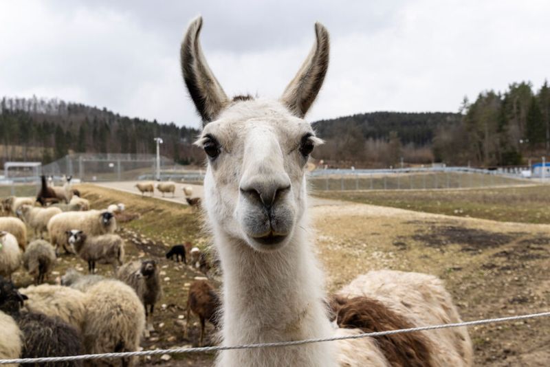 Zum Schutz vor den vielen Füchsen und Greifvögeln, die auf dem ehemaligen Truppenübungsplatz wieder heimisch sind, gehörenr sechs Lamas zur Herde. Zum Schutz vor den vielen Füchsen und Greifvögeln, die auf dem ehemaligen Truppenübungsplatz wieder heimisch sind, gehörenr sechs Lamas zur Herde.