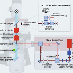 Abb. 2: Prinzipieller Aufbau einer optischen Pinzette. Durch geeignete Strahlteilung lassen sich zwei in drei Dimensionen bewegliche „Fallen“ herstellen. 
