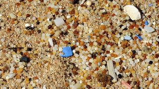 Mikroplastik entsteht oft durch Zerfall größerer Partikel und kann mittlerweile überall in der Umwelt nachgewiesen werden. Im Wasser siedeln sich dort trotz der geringen Größe bakterielle Biofilme an.  (Benny Trapp (bennytrapp@gmx.de))