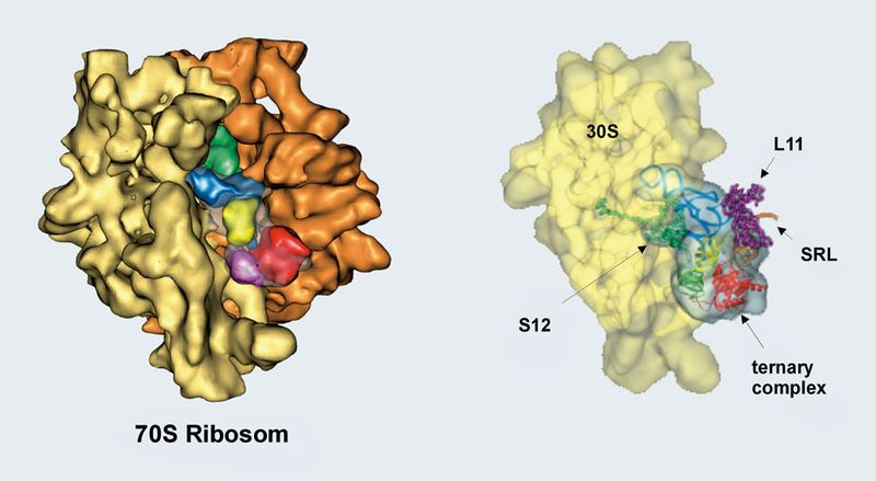 Abb.4: 3D-Rekonstruktion des E. coli 70S Ribosoms. Das Ribosom wurde durch das Antibiotikum Kirromycin  in einem funktionellen Zustand der Translation mit gebundenem Ternär-  Komplex aus EF-Tu/GTP/tRNA blockiert. Rechts sind Details der Interpretation  mit verfügbaren Kristallstrukturen gezeigt. (Archiv: Vogel Business Media)