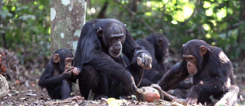 Der achtjährige Jeje beobachtet und lernt den Umgang mit einem Werkzeugset von seiner Mutter Jire: einem Steinhammer und einem Steinamboss, die zum Knacken von Nüssen verwendet werden, Bossou, Guinea, Westafrika.(Bild:  Tetsuro Matsuzawa)