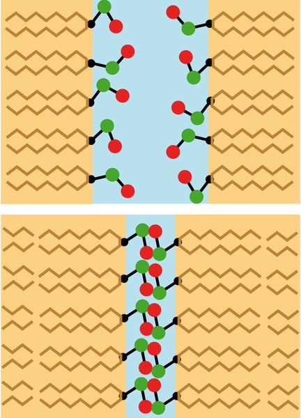 Wenn die Membranen weniger als ca. 1 Nanometer voneinander entfernt sind, überwiegt der Einfluss der Lipidmoleküle: Bei geringen Abstanden blockieren sie sich gegenseitig in ihrer Beweglichkeit (unteres Bild). (Bild: Emanuel Schneck)