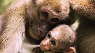 Ein Assammakaken-Weibchen (Macaca assamensis) mit seinem Säugling im Phu Khieo Wildlife Sanctuary, Thailand. (Bild: Thawat Wisate / Deutsches Primatenzentrum GmbH)