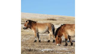 Przewalski-Pferde im Kustai National Park in der Mongolei. ((c) Bazartseren Boldgiv )