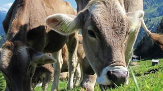 Abb.1: Die Digitalisierung ist auch in den Schweizer Alpen angekommen. Käsereien nutzen dort LIM-Systeme zur Organisation ihrer Laboraufträge. (Labeco)