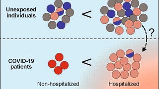 Bei COVID-19-Erkrankten mit einem milden Verlauf fand das Forschungsteam vor allem T-Zellen, die das Virus sehr gut erkennen, während die T-Zellen bei Erkrankten mit schweren Verläufen SARS-CoV-2 nur schlecht erkennen. (Bild: Immunity Cell Press)