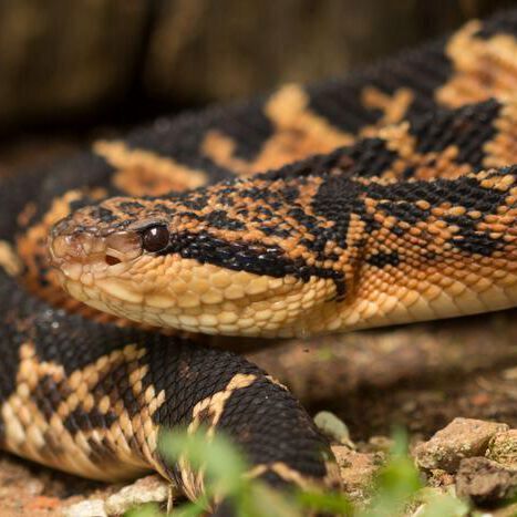 The venom of the South American bushmaster (Lachesis muta) is not especially powerful, but the snake is dangerous because of the large amount of venom it injects into its victims.(Source:  Sávio Stefanini Sant’ Anna/ Instituto Butantan)