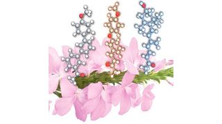 Zaxinone and zaxinone mimics (Mizax) have the potential to alleviate purple witchweed infestation. (Kaust; Boubacar A. Kountche and Jian You Wang)