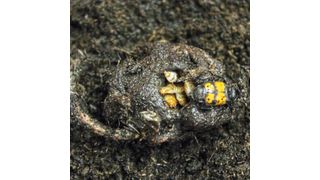 Symbionten aus dem Darm der Käfereltern ersetzten konkurrierende Mikroben, die sonst die Futterquelle der Larven zersetzen und in giftige Kadaver verwandeln würden, und sorgen dafür, dass der Käfernachwuchs gut gedeiht. (Shantanu Shukla, MPI chem. Ökol.)