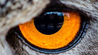  (gemeinfrei/pixabay)