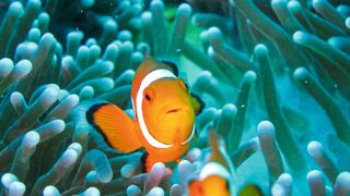 Clownfische werden vergleichsweise alt und eignen sich damit als Tiermodell für die Altersforschung. (gemeinfrei, weilun523)