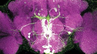 Bild eines Drosophila-Gehirns: Magenta eingefärbt sind unbeteiligte Synapsen im Gehirn der Fliege. Die grün hervorgehobenen Nervenzellen nutzen den Botenstoff Octopamin, um Signale aus dem Stammhirn der Fliege zu übertragen. Die grünen und weissen Färbungen zeigen damit Signalwege im Gehirn der Fliege. (Anja Friedrich / TUM)