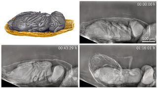 Lebende Organismen lassen sich mit dem neuen Verfahren detailliert über längere Zeit beobachten – hier eine parasitische Trichogramma-Wespe, die sich im Ei einer Getreidemotte entwickelt hat und sich daraus befreit. (Bild: Rebecca Spiecker, KIT)