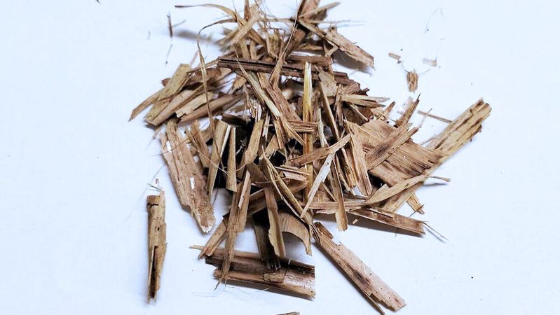 Im Vergleich zu Holz zeichnen sich Schilf und Co. durch einen niedrigeren Ligningehalt aus, wodurch beim Aufschluss der Pflanzenfasern weniger Chemikalien eingesetzt werden müssen, um eine für Verpackungsanwendungen ausreichend hohe Faserqualität zu erhalten. (Bild:  Fraunhofer IVV)