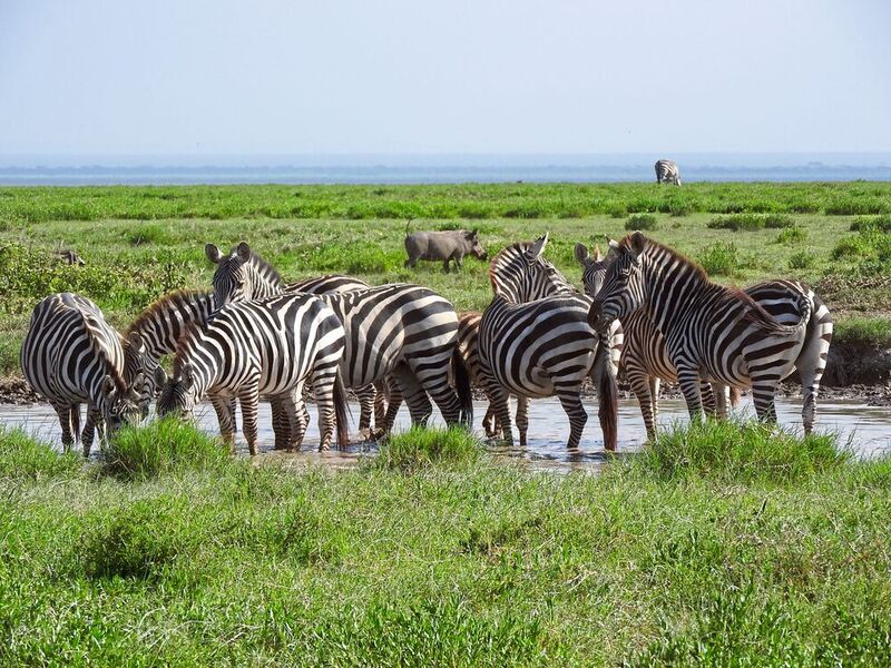 Zebraherde an einer Wasserstelle in Ostafrika