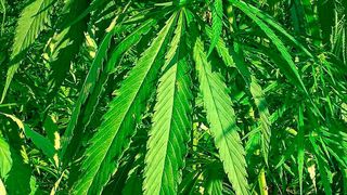 Die derzeit am häufigsten gewonnenen Moleküle im Bereich der Pflanzenchemie sind Cannabidiol (CBD) und THC aus Cannabis und Hanf. (Bild:Pixabay)