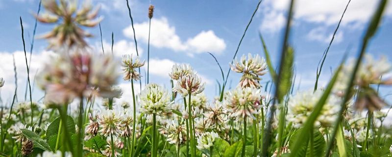 Als Zwischenfrüchte angebaute Pflanzenarten wie Klee können Schadstoffe aus dem Boden entfernen oder im Wurzelraum fixieren.(Bild:  Harlekin-Graphics / AdobeStock)