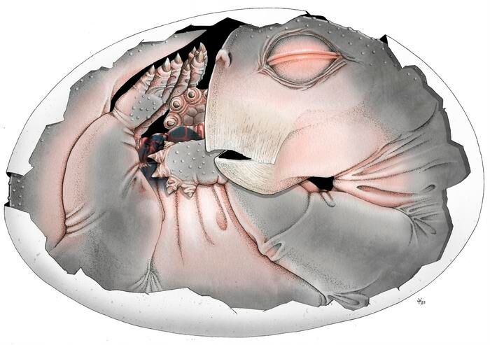 Lystrosaurus embryo within its partially preserved shell , reconstruction of the animal (Source: Professor Julien Benoit/ Sophie Vrard)