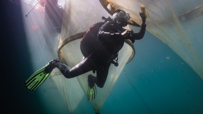 Handarbeit gegen Biofouling: Taucherin Isabell Hentschel reinigt die Mesokosmen unter Wasser, damit der natürliche Lichteinfall erhalten bleibt.(Bild:  Micha Sswat, GEOMAR)