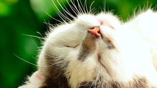 Eine bestimmte Art von Nervenzellen in der sechsschichtigen Großhirnrinde verleiht Schnurrhaaren von Tieren ihre besondere Empfindlichkeit. (gemeinfrei)