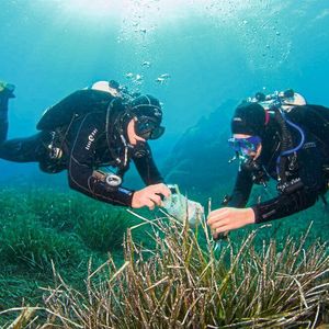 Taucher sammeln Blätter des Neptungrases (Posidonia oceanica) in der Bucht von Calvi auf Korsika.