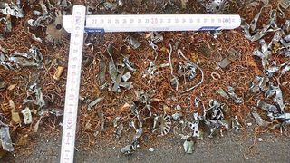 Der Rotorshredder zerkleinert die Meatballs zuverlässig. Spezielle Anpassungen im Maschinenaufbau verhindern, dass sich die Teile verhaken. (Bild: BHS-Sonthofen)