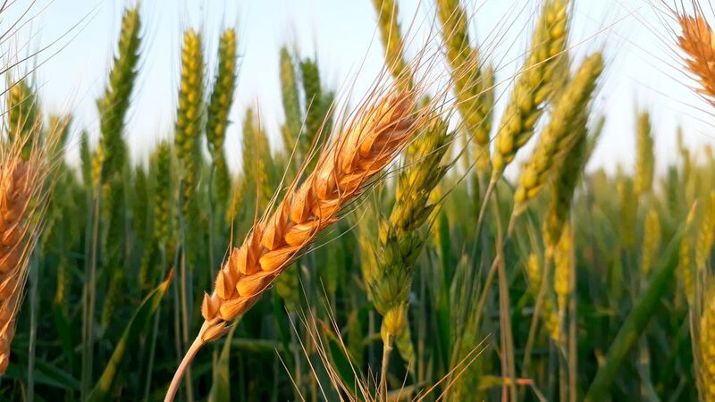 Scientists at the University of Oxford discovered a new biochemical pathway that may aid in the development of more resilient crop varieties. (Pixabay)