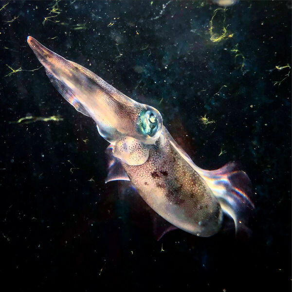 A species of oval squid (locally known as Shiro-ika) from Okinawa is being cultured at OIST’s Marine Science Station. This animal exhibited amazing camouflaging abilities that have never been recorded before in squids. (Ryuta Nakajima / OIST)