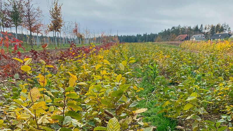 Santander Deutschland will Bäume in Thüringen und am Niederrhein pflanzen lassen, anstatt Händlern von dem Geld Weihnachtsgeschenke zu kaufen. Eine Baumschule zieht derzeit die Setzlinge heran, damit diese im Frühjahr gepflanzt werden können.(Bild:  Santander Deutschland)