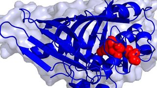 Räumliche Struktur des Enzyms AmbDH3 (Frank Hahn)
