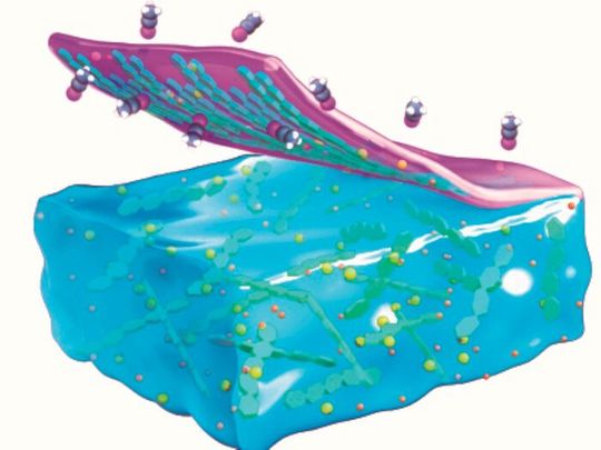 The new films have high potential as sensors, possibly as part of wearable electronics that could more accurately track motion, heartbeat and other aspects of health monitoring. The new films have high potential as sensors, possibly as part of wearable electronics that could more accurately track motion, heartbeat and other aspects of health monitoring.