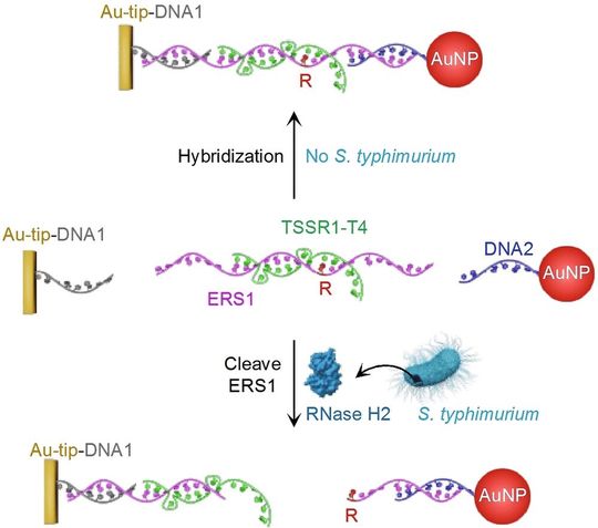 Funktionsschema des neuen Schnelltestes: Ein Enzym des Bakteriums Salmonella typhimurium spaltet die DNA-Sonde (Mitte), sodass kolloidales Nanogold frei wird (unten), erkennbar an einer Rotfärbung der Testlösung. (Bild:  Wiley-VCH, Angewandte Chemie, https://doi.org/10.1002/ange.202300828)
