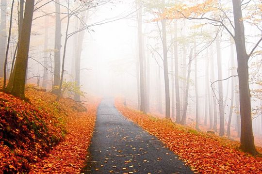 Im Herbst verfärbt sich das Laub. Das könnte in einem wärmeren Klima künftig früher der Fall sein – und nicht später, wie gemeinhin erwartet (Symbolbild). Im Herbst verfärbt sich das Laub. Das könnte in einem wärmeren Klima künftig früher der Fall sein – und nicht später, wie gemeinhin erwartet (Symbolbild).