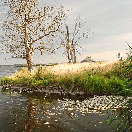 Verendete Fische an der Oder Verendete Fische an der Oder
