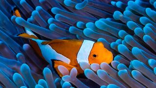 Der Grundgedanke eines Ökosystems – die Symbiose – ist auch auf entsprechende Geschäftsnetzwerke übertragbar. (Bild: gemeinfrei)