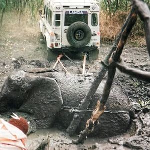 Berühmt wurde das Fahrzeug, weil es half, ein Elefantenbaby aus einem Schlammloch zu ziehen.(Bild:  Catawiki)