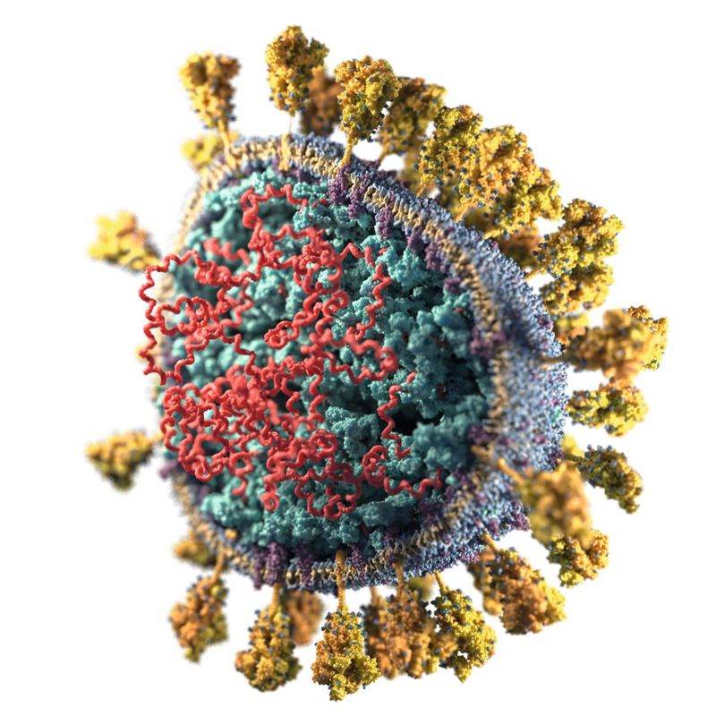 Abb. 1: Schnittdarstellung des SARS-CoV-2-Viruspartikels