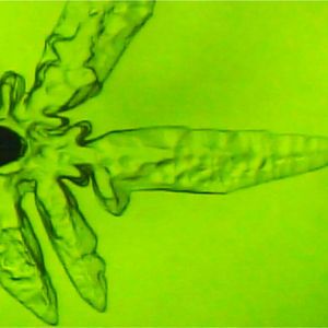 (Maddalena Bayer-Giraldi)