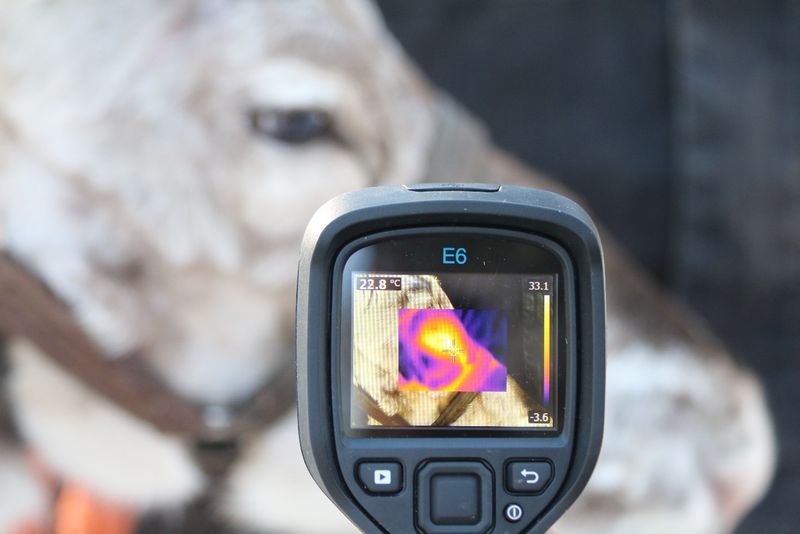 Tierische Stresstests mit Wärmebildkameras Ein internationales Team von Wissenschaftlern testet Infrarot-Wärmebildkameras als Werkzeug, um tierisches Wohlbefinden zu messen. Das Besondere: Die nicht invasive Methode verhindert Abweichungen, die durch gängige invasive Tests wie Blutabnahme entstehen können. In Stresssituationen steigt die Blutzirkulation als Vorbereitung auf eine mögliche Fluchtreaktion – und damit verbunden steigt auch die Körpertemperatur des Tieres.  In vorherigen Tests hatte das Team bereits festgestellt, dass emotionaler Stress zu einer verminderten Temperatur im Nasenbereich von Mensch und Primat führt. Diese physiologischen Antworten auf Stress lassen sich mithilfe der Kamera detektieren. In der durchgeführten Studie wurden die Auswirkungen von menschlichen Berührungen an acht Rentieren untersucht, die zwar an die Gegenwart von Menschen gewohnt waren, allerdings nicht an ihre Berührungen. Im obigen Bild ist eines dieser Rentiere zu sehen, das von einem Fremden gestreichelt wird.  Hier gehts zur Originalmeldung Wissenschaftsbild des Tages vom 17.9.2024  (Bild: Virpi Lummaa)