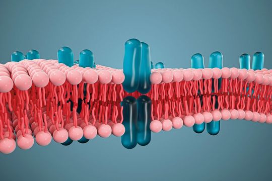 Eine Lipid-Doppelschicht schützt das Innere der Zelle vor Giftstoffen – aber auch Wirkstoffe aus Medikamenten müssen zunächst einen Weg durch sie hindurch finden (Symbolbild). Eine Lipid-Doppelschicht schützt das Innere der Zelle vor Giftstoffen – aber auch Wirkstoffe aus Medikamenten müssen zunächst einen Weg durch sie hindurch finden (Symbolbild).
