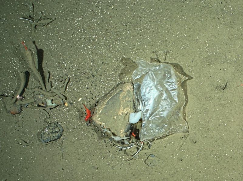Auch unter Wasser findet sich Plastikmüll. Diese Aufnahme stammt vom OFOS-Kamerasystem aus 2.500 m Tiefe. (Bild: Alfred-Wegener-Institut/Melanie Bergmann/OFOS)
